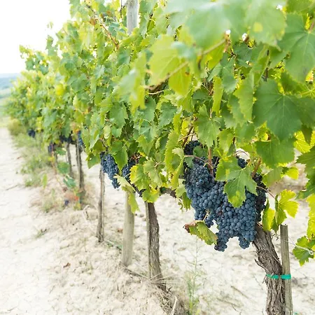 Terra Antica - Resort, Winery & Montepulciano